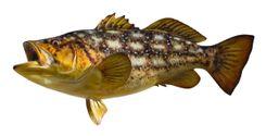 Kelp Bass